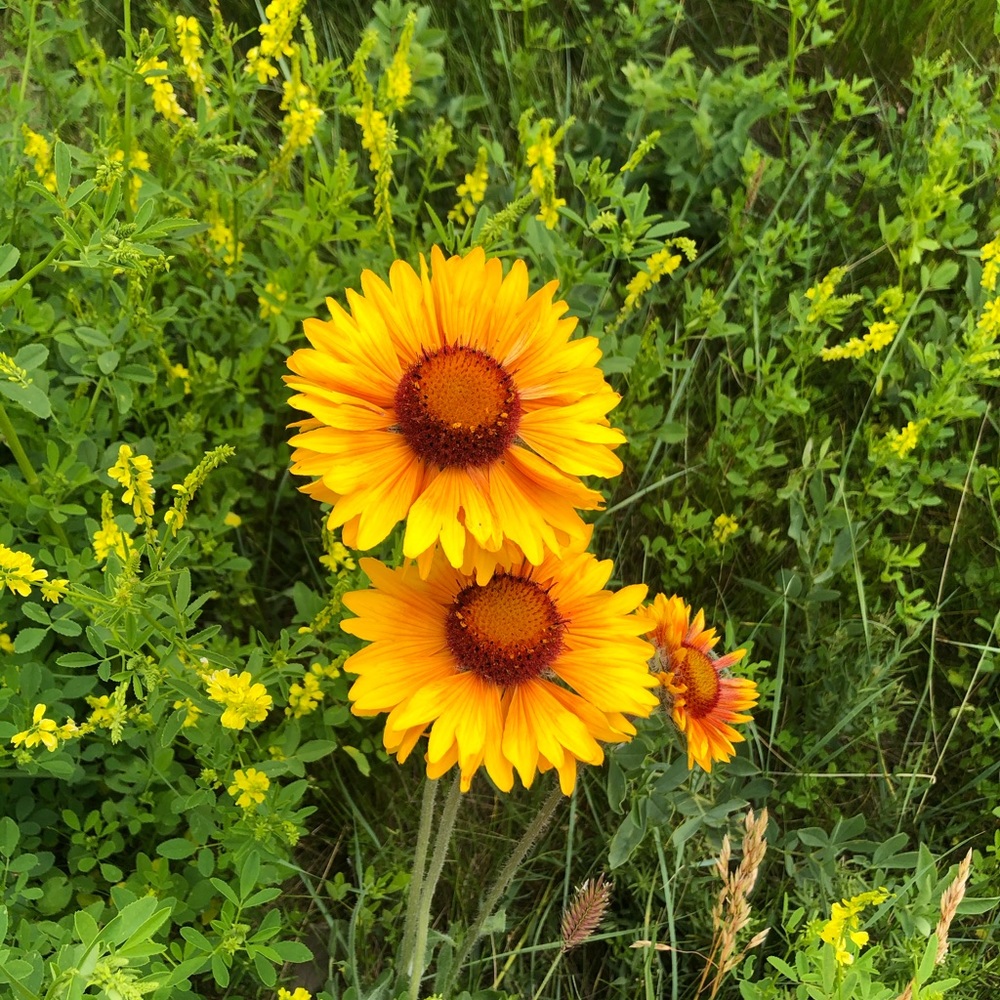 Meet your Posher, Gabrielle